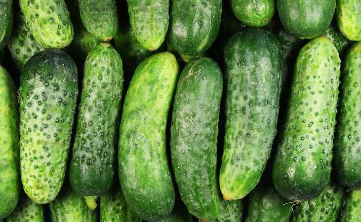 Short cucumbers for home pickling