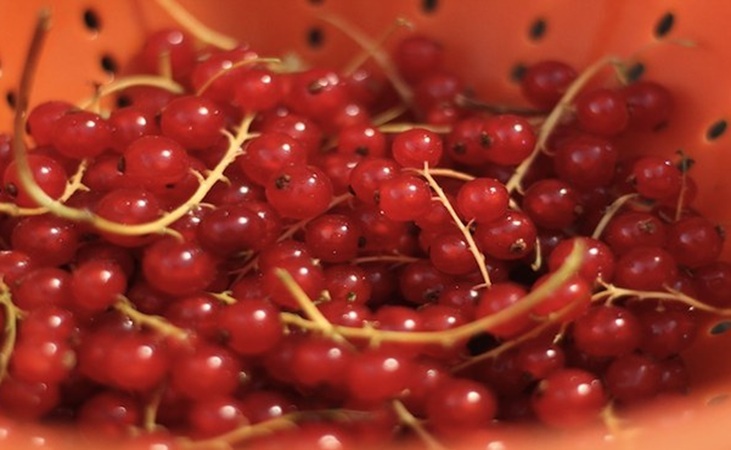 Homegrown red currants