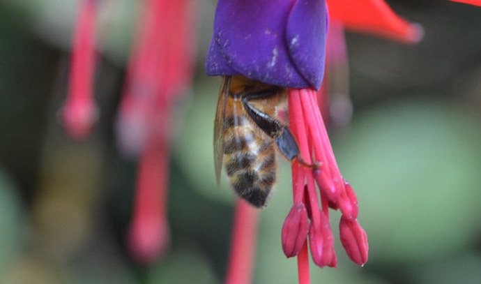 Honey bee and fuchsia flower