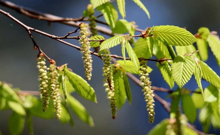 Hornbeam catkins and leaves