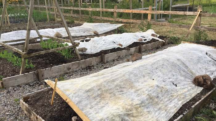 Horticultural Fleeced protecting a bed of potatoes from frost