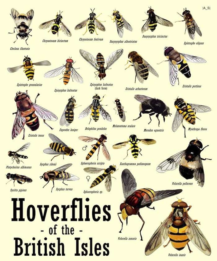 Hoverfly guide Hoverfly guide