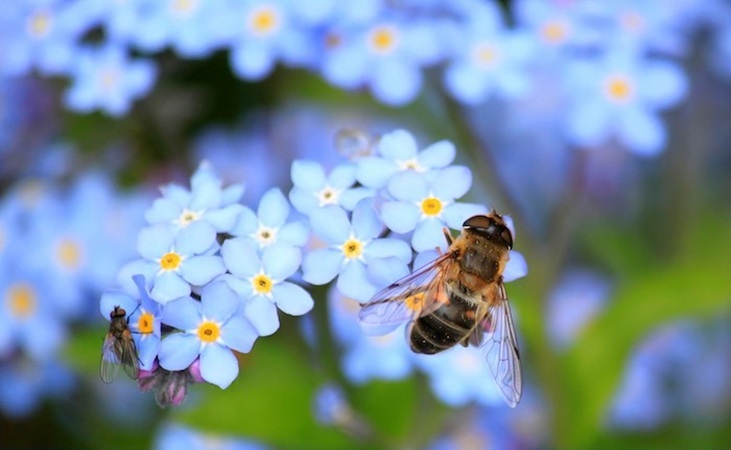 Hoverfly bee on forget me not wildflower