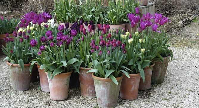 Purple tulips planted in pots