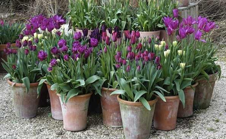 Tulips in pots