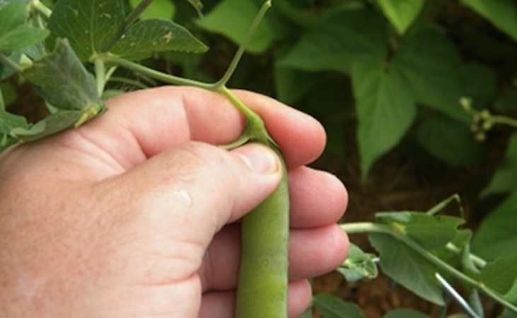 Picking peas technique