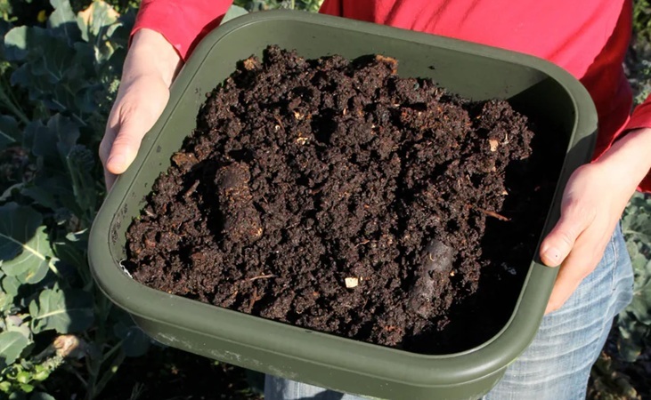 Harvesting worm compost in a tray Harvesting worm compost in a tray