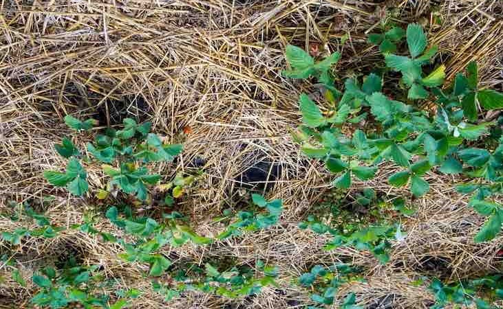 strawberry plant mulch