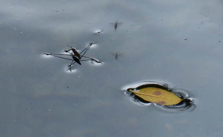 pond skater on water surface pond skater on water surface