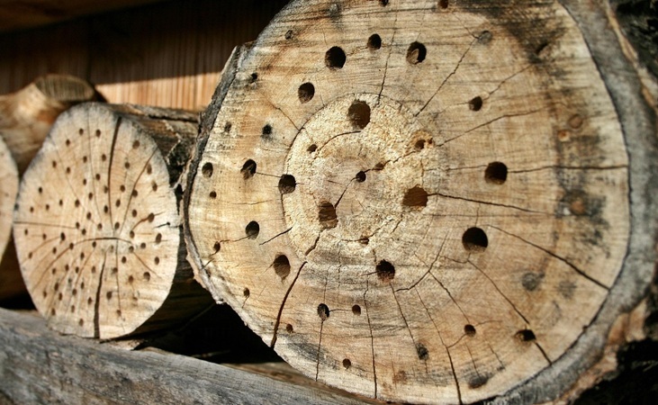 Providing holes for wild bees