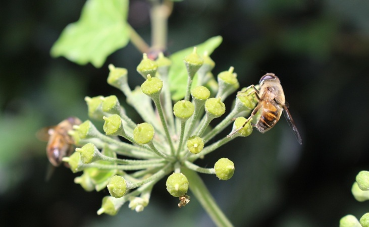 A bee foraging