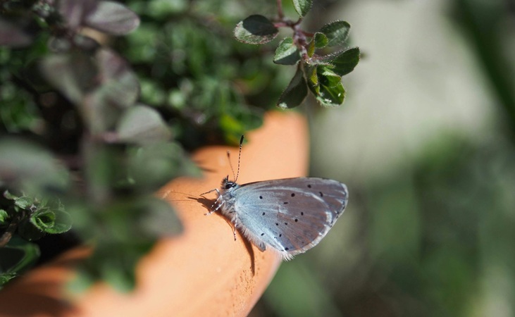 Holly Blue butterfly