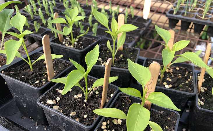 Jalapeno chillies on a heat bench in the polytunnel