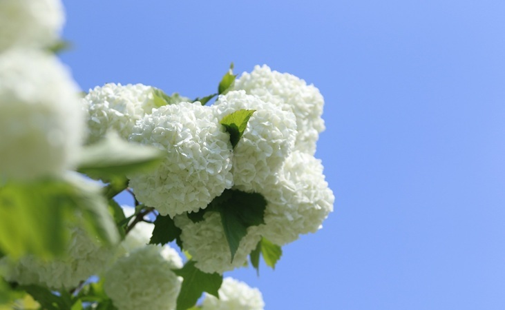 Guelder Rose