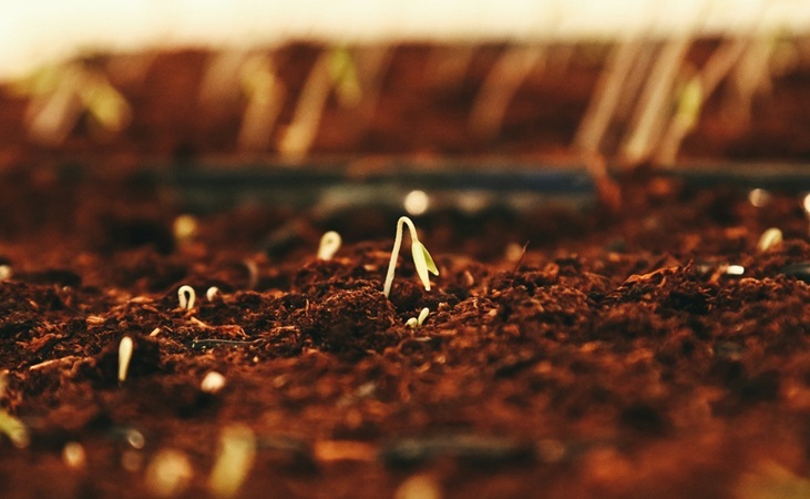seedlings emerging seedlings emerging