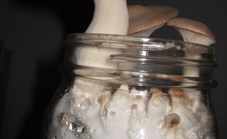 King Oyster mushrooms growing from a jar - photo by Wendell Smith, Flicker 2.0