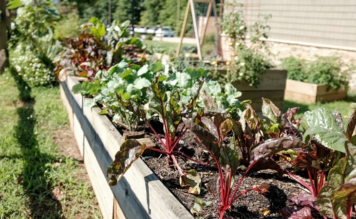 a raised vegetable bed a raised vegetable bed