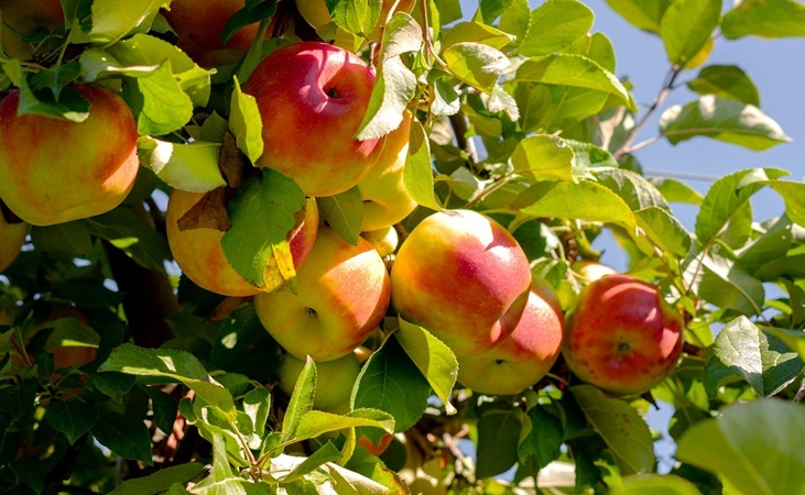 Apples growing in sunshine