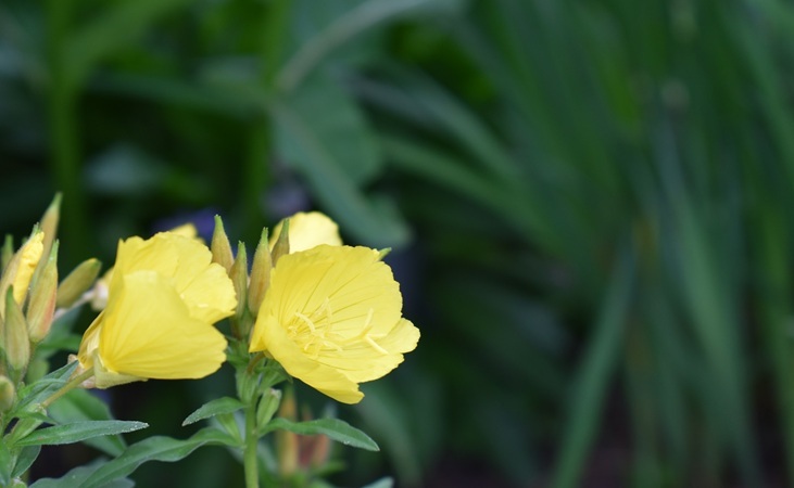 Evening primrose