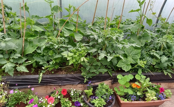 crops in the Community Co Op polytunnel
