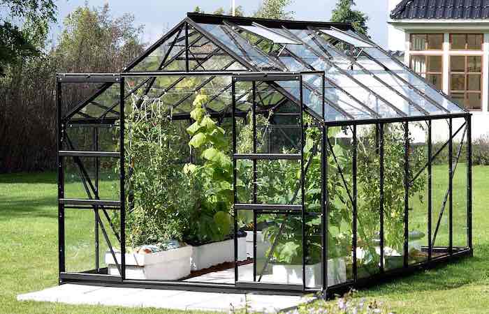 tomatoes growing in a garden greenhouse