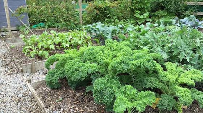 Raised Bed with Kale