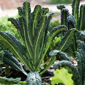 Italian kale