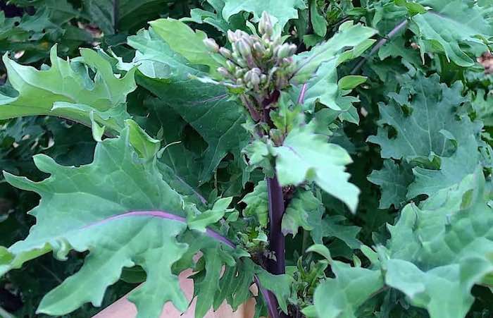 Kale flowers