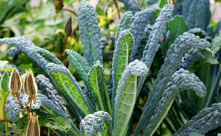 Nero di toscana kale Nero di toscana kale