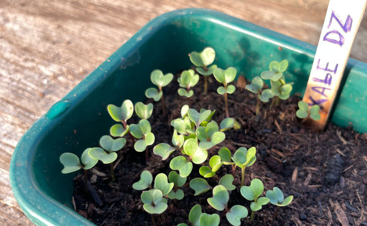 Kale in a seed tray