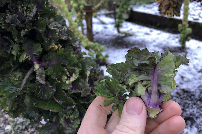 kalettes or flower sprouts are a delicious winter vegetable