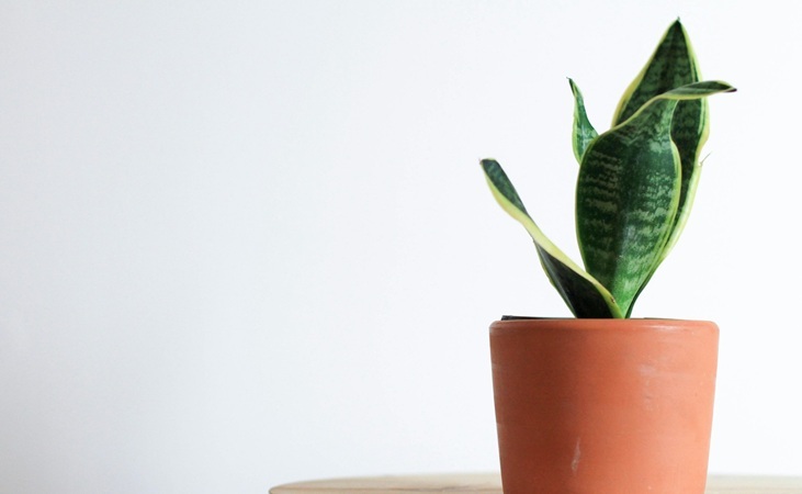 Snake plant