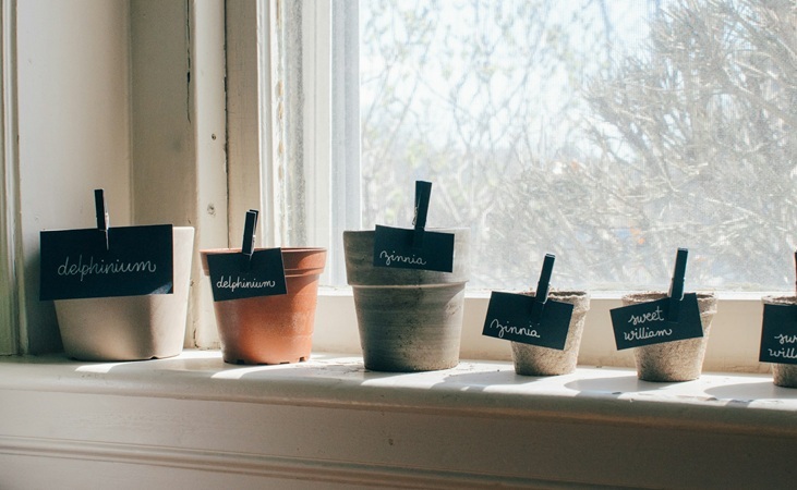 Plant pots on a windowsill