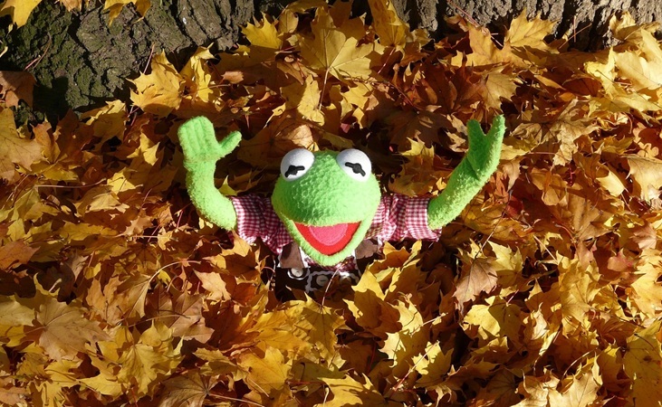 Kermit in a leaf pile Kermit in a leaf pile