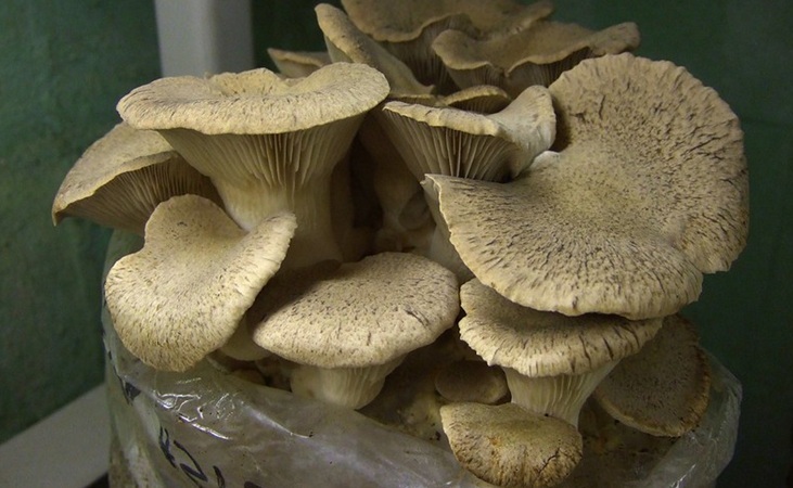 King Oyster mushrooms - photo by Wendell Smith, Flickr 2.0