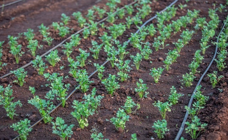 drip irrigation piping laid on vegetable beds