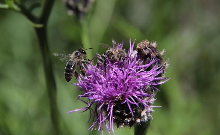 bee-friendly Knapweed