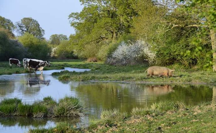 Knepp pig safari