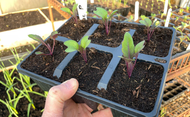 Kohlrabi seedlings in a modular tray Kohlrabi seedlings in a modular tray