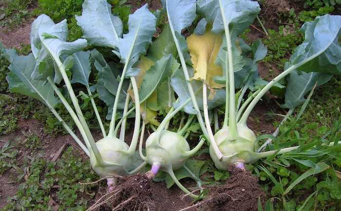 harvested kohl rabi