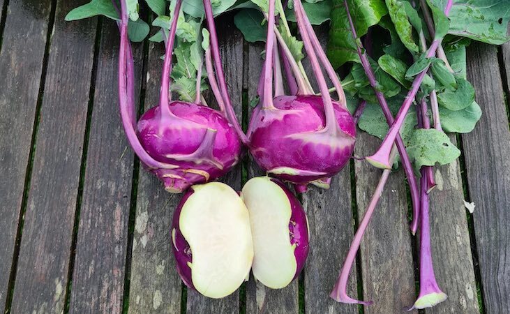 Azure star kohlrabi Azure star kohlrabi