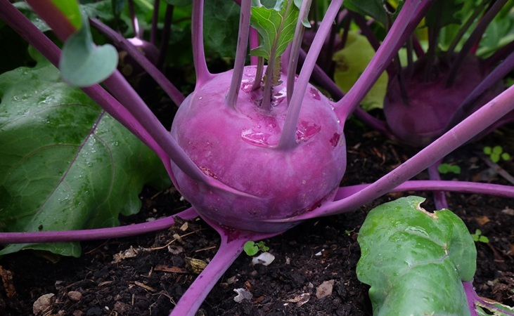 purple kohlrabi
