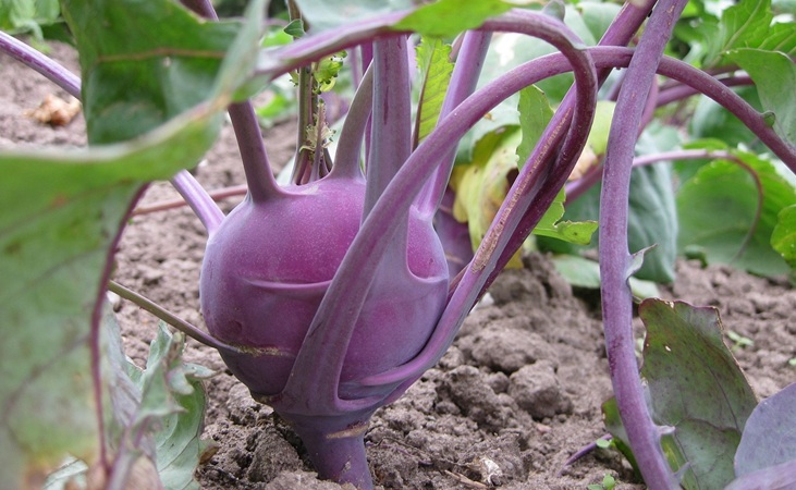 purple kohlrabi purple kohlrabi