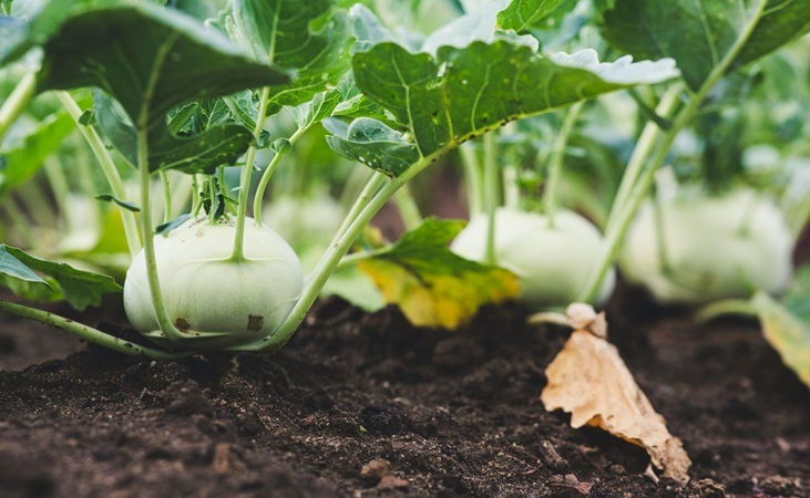 green Kohlrabi crops green Kohlrabi crops