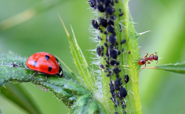 a ladybug going to work