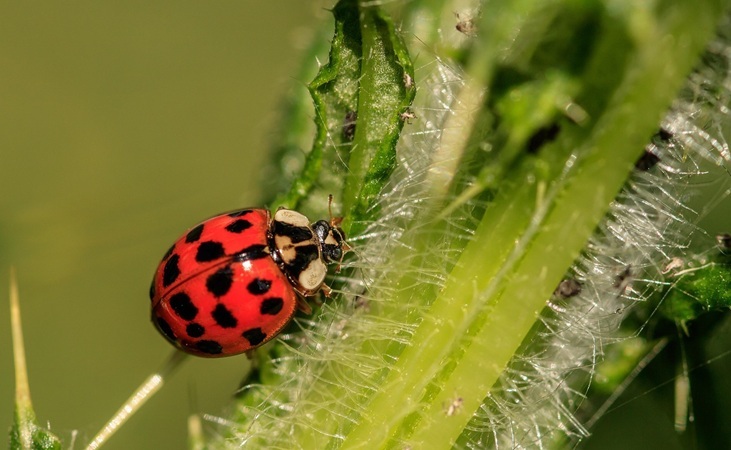 a ladybird on a plant stem a ladybird on a plant stem