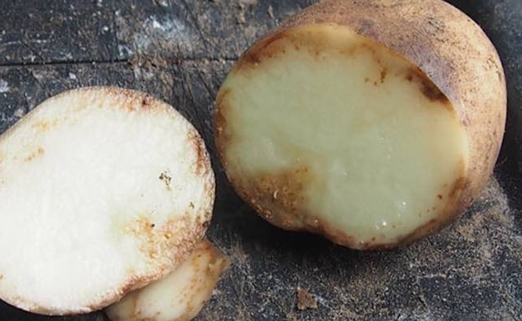 potato tubers with evidence of blight potato tubers with evidence of blight