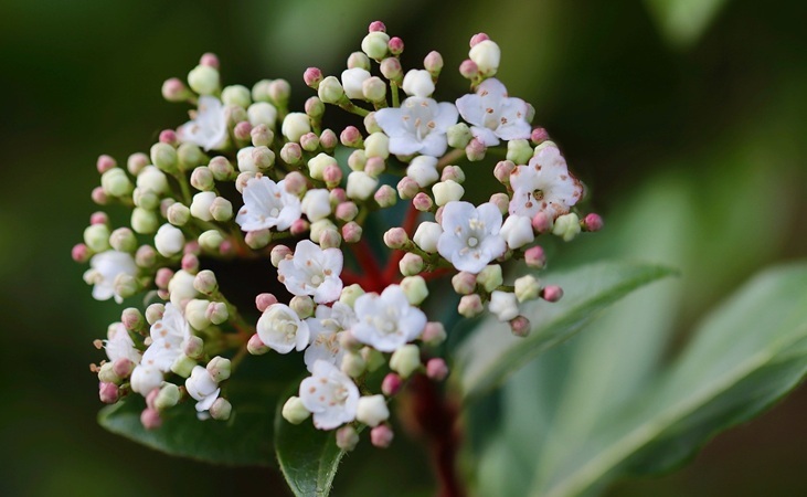 'Laurel Snow ball' Viburnum