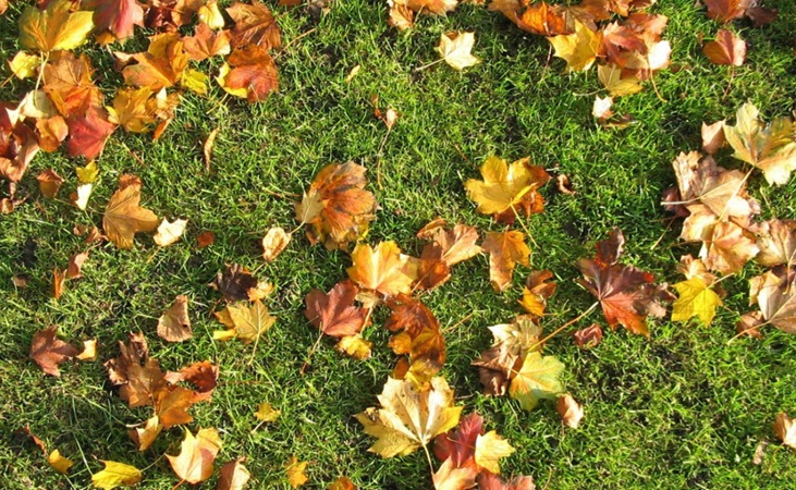 Autumnal leaves on grass