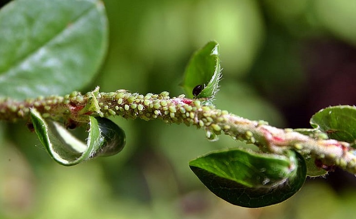 aphids along plant stem